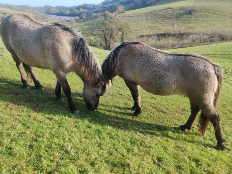 Konik ponies arrive at Sharpham 22.1.24 by Richard Panniers at The Sharpham Trust