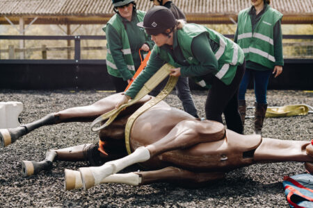 Mare and Foal Sanctuary Totnes