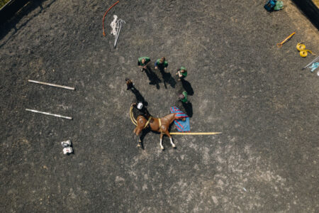 Mare and Foal Sanctuary Totnes