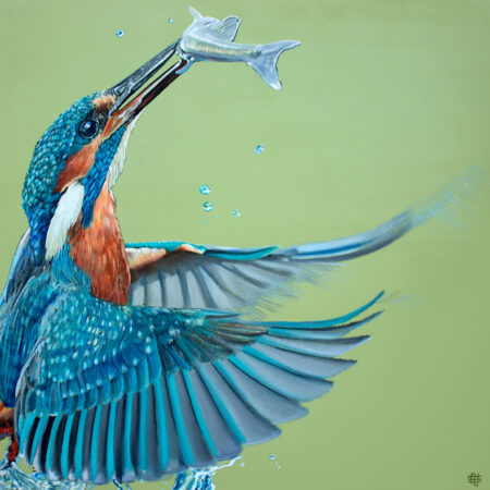 Kingfisher by Steve Nayer