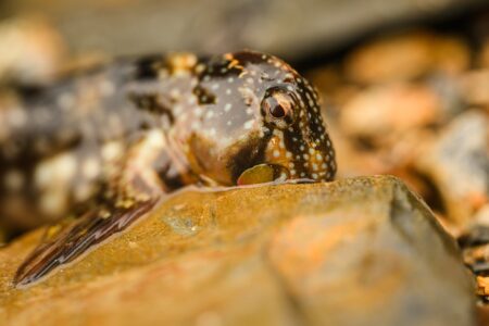 The Blenny Fish