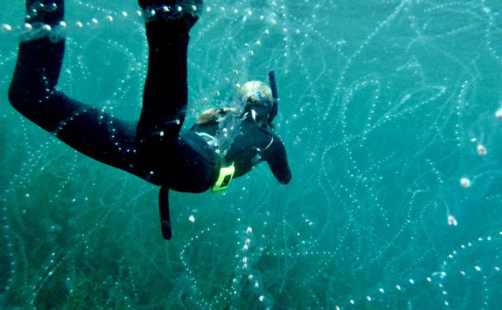 A snorkeler swims through a mass of salps off south A snorkeler swims through a mass of salps off south Cornwall by David Hamilton