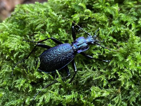 Blue Ground Beetle - Laura Larkin