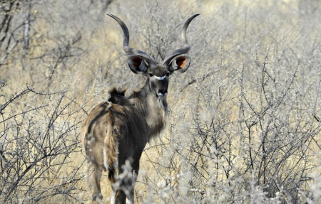 Kudu, July 2012, © Gerhard Huber,