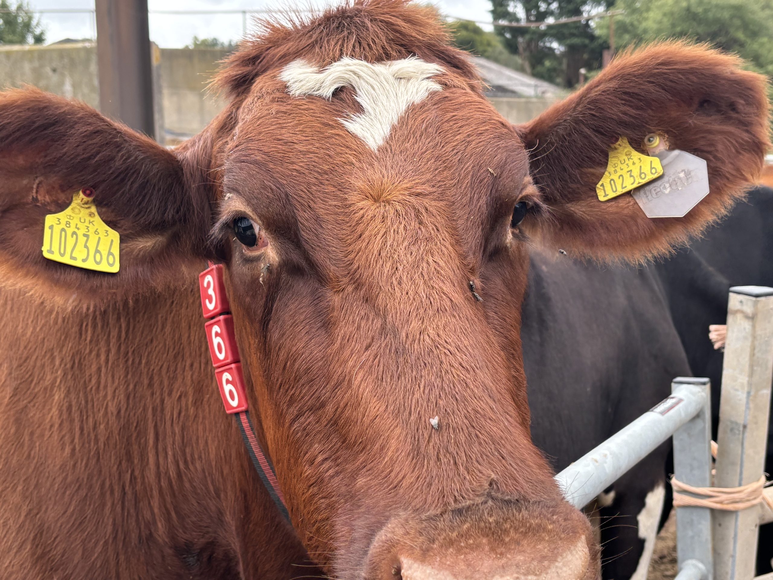 How Now Dairy Cow - image by Zoe Clough