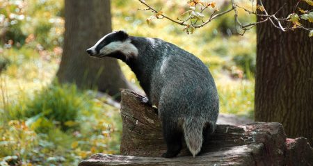 Badger - image by Ian Blacker https://www.flickr.com/photos/ianblacker/