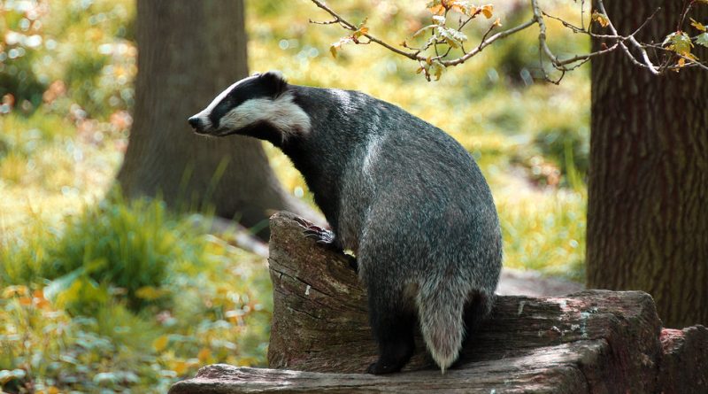 Badger - image by Ian Blacker https://www.flickr.com/photos/ianblacker/