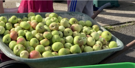 Apples in a wheelbarrow ready for pressing