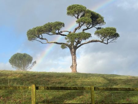 Dartington Cedar - image by Peter Marsh