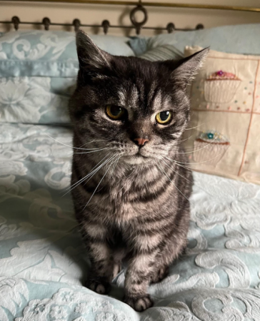 Phoebe - Christine Sweetman