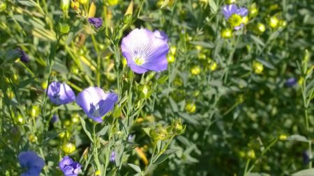 Flax Image Copyright James Emmans