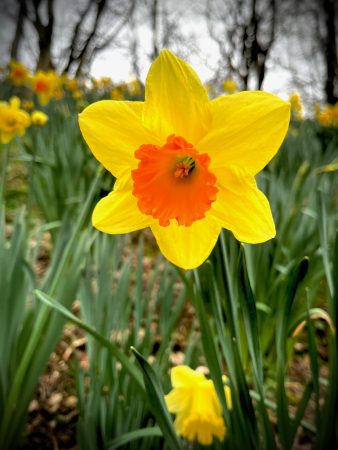 Daffodills