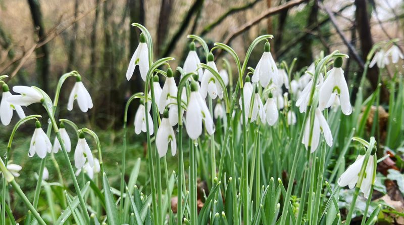 Snowdrops - image Christine Sweetman