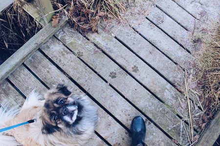 Photo by Elisabeth Fossum: https://www.pexels.com/photo/brown-and-black-dog-sitting-on-dock-while-looking-upwards-283012/