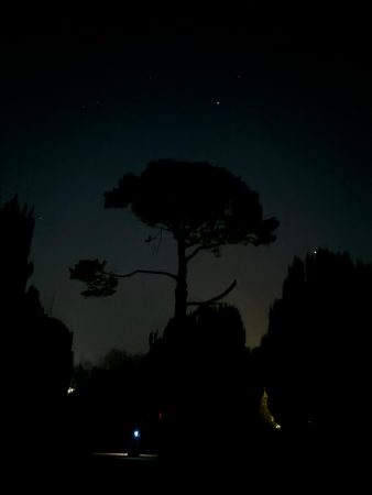 The Old Postern Monterey Pine