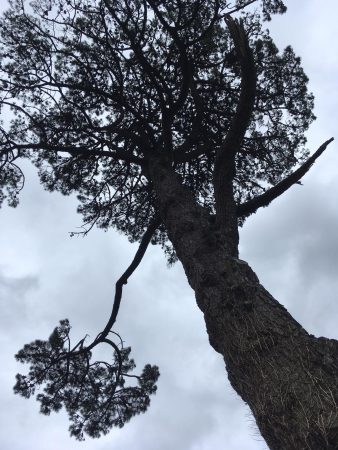 The Old Postern Monterey Pine