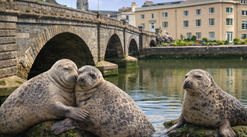 AI Image of seals in the river dart