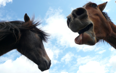 Sirona Therapeutic Horsemanship