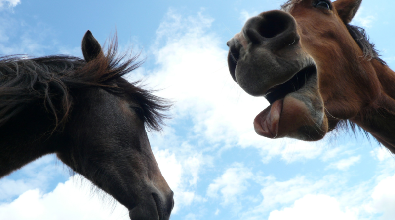 Sirona Therapeutic Horsemanship