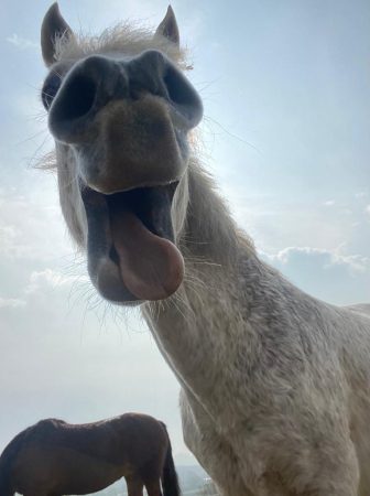 Sirona Therapeutic Horsemanship