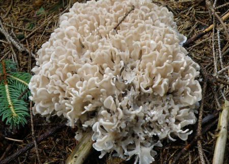 Sparassis crispa - image by Kotrč Kadeřavý