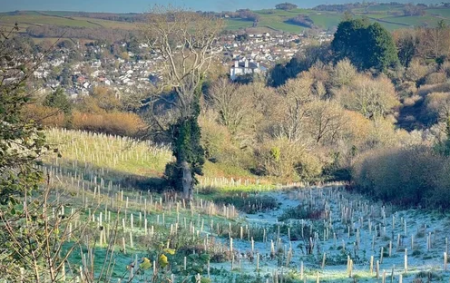 Bowden Tree Planting