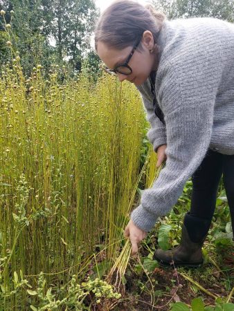 Dr Viktoria Erlacher-Downing, Project Lead & Community Coordinator, harvesting flax.