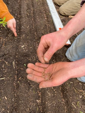 Flax Stewards sowing fibre flax seeds in rows