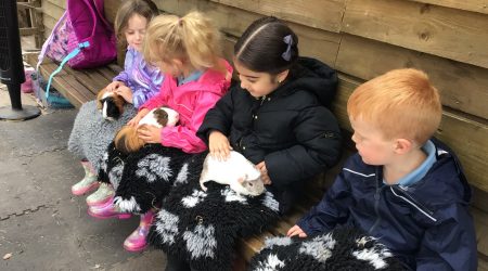 Totnes Small Breeds Farm