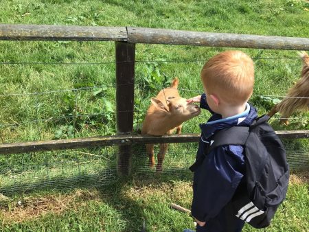 Totnes Small Breeds Farm